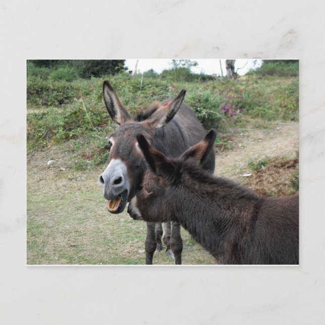 Cute Donkeys Yawning Postcard (Front)