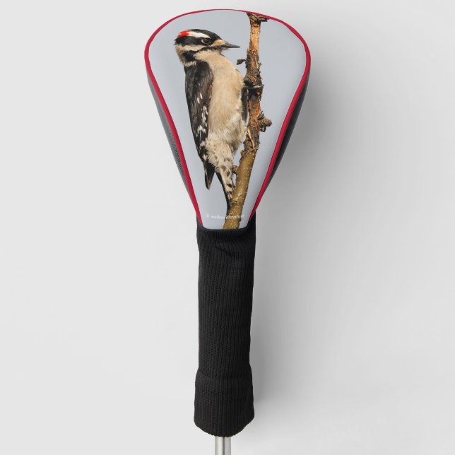 Cute Downy Woodpecker on Fruit Tree Golf Head Cover (Front)