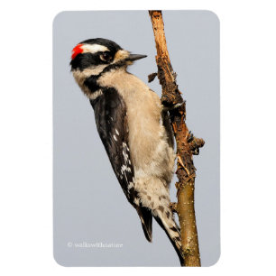 Cute Downy Woodpecker on Fruit Tree Magnet