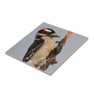 Cute Downy Woodpecker on Fruit Tree Tile