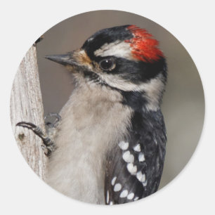 Cute Downy Woodpecker on the Tree Classic Round Sticker