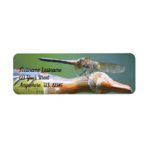 Cute Dragonfly Co Pilot Nature Address