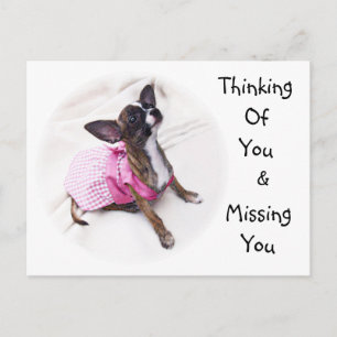 Cute Dressed Up Chihuahua Girl Postcard