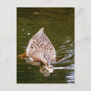 Cute Duck Feeding Postcard