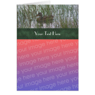 Cute Duck In Pond Nature Your Photo Card