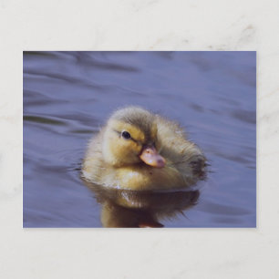 cute duckling postcard