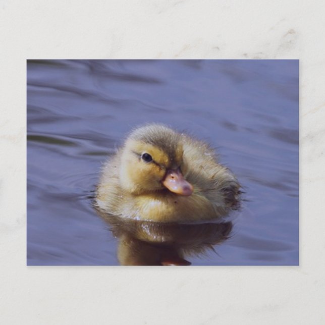 cute duckling postcard (Front)