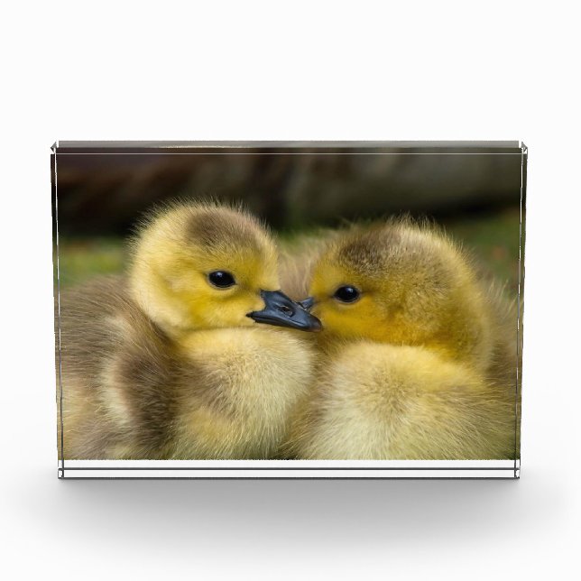 Cute ducklings photo block (Front)