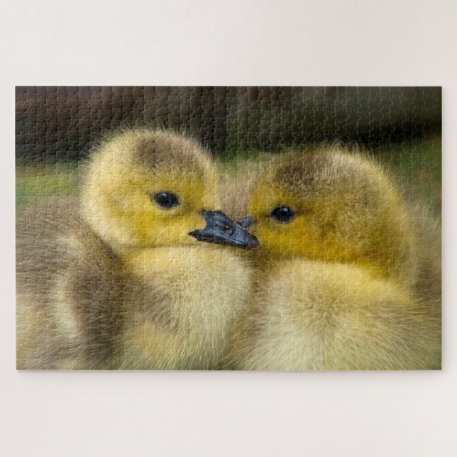 Cute ducklings photo jigsaw puzzle (Horizontal)