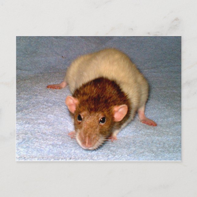 Cute Dumbo Rat Postcard (Front)