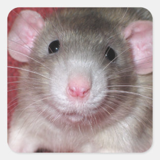 Cute Dumbo Rat Square Sticker