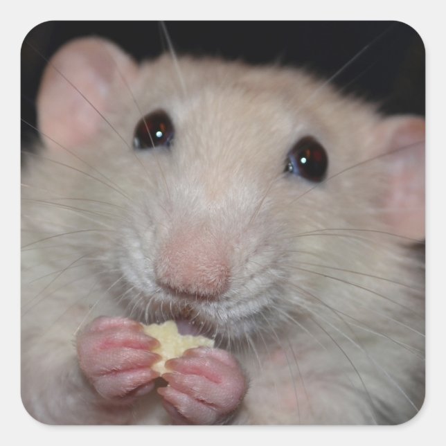 Cute Dumbo Rat Stickers (Front)