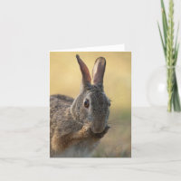 Cute Eastern Cottontail Rabbit Photo - Wildlife