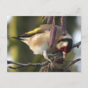 Cute eating Goldfinch DIY Postcard