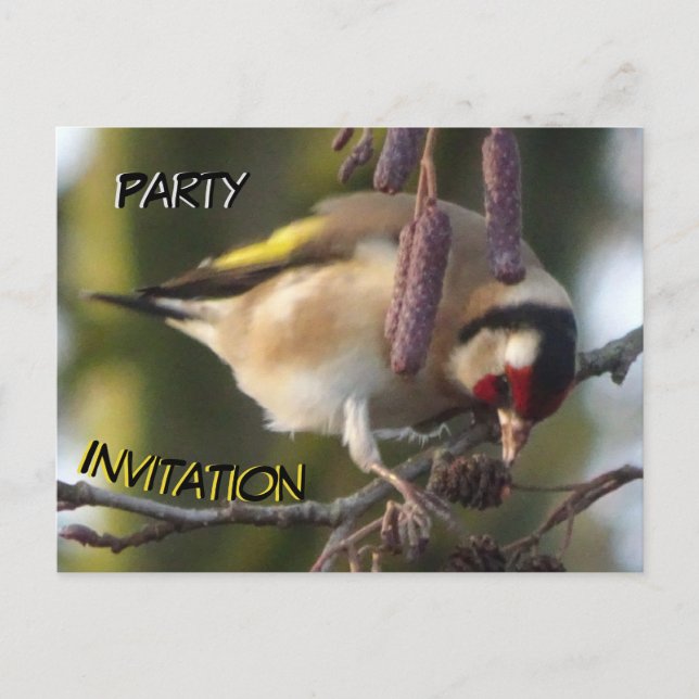 Cute eating Goldfinch Party Invitation Postcard (Front)
