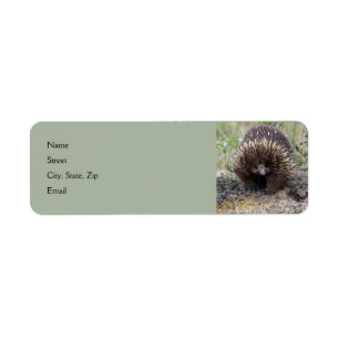 Cute Echidna from Australia