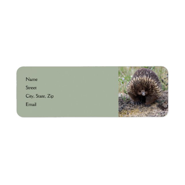 Cute Echidna from Australia (Front)