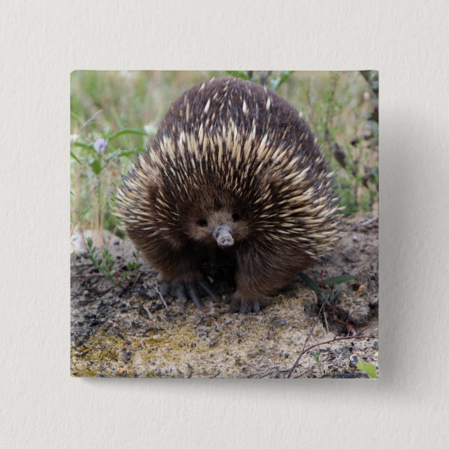 Cute Echidna from Australia 15 Cm Square Badge (Front)