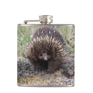 Cute Echidna from Australia Hip Flask