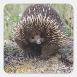 Cute Echidna from Australia Square Sticker