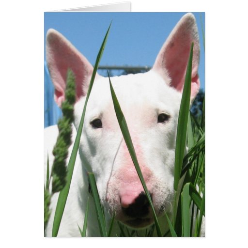Image of Cute English Bull Terrier