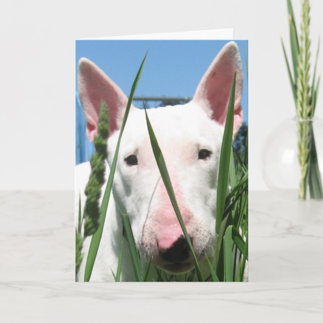 Cute English Bull Terrier Card (Front)