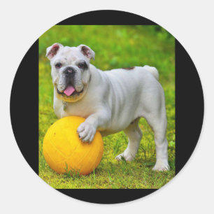 Cute English Bulldog Basketball Bulldog Lover Gift Classic Round Sticker
