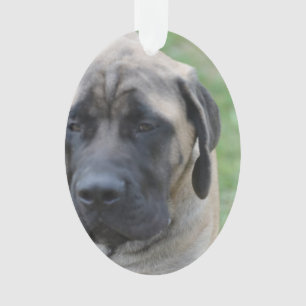 Cute English Mastiff Ornament