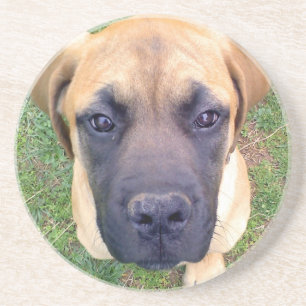 Cute English Mastiff Puppy close-up photo Coaster