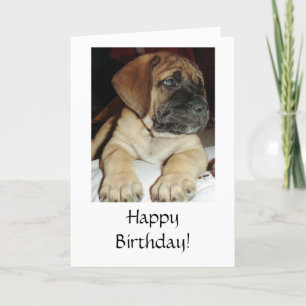 Cute English Mastiff Puppy photo - Happy Birthday Card
