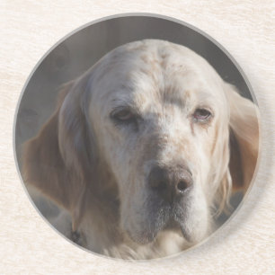 Cute English Setter Coaster