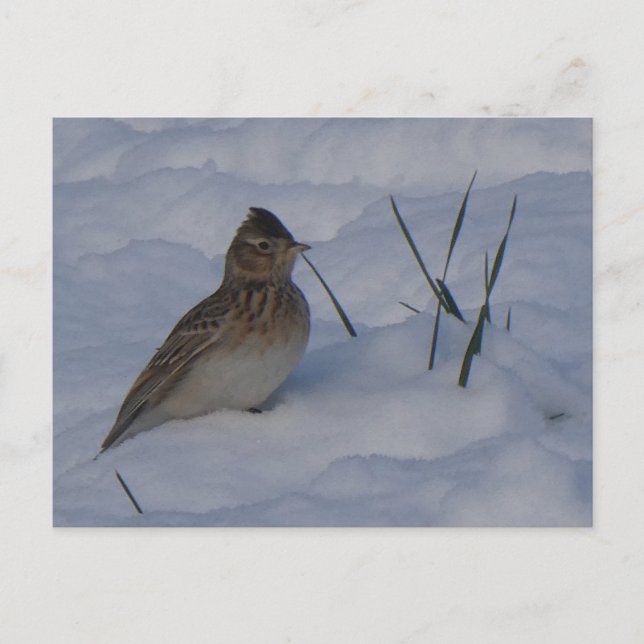 Cute Eurasian Skylark Bird in Snow DIY Postcard (Front)