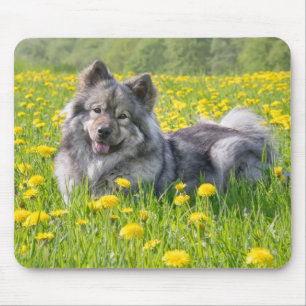 Cute Eurasier Dog in a Meadow Flowering Dandelions Mouse Mat