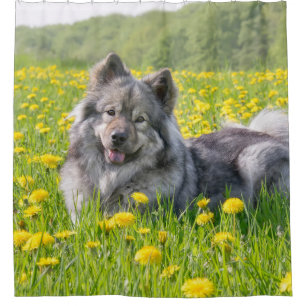 Cute Eurasier Dog in a Meadow with Dandelions Shower Curtain