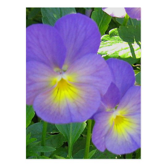 Cute Faced Pansy Postcard