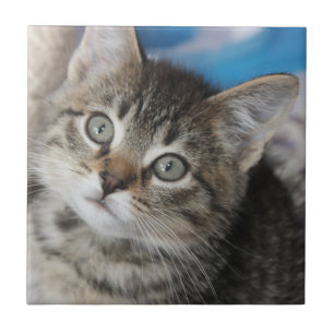 Cute Family Cat Photo Tile