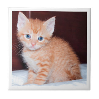 Cute Family Kitten Modern Minimalist Border Tile
