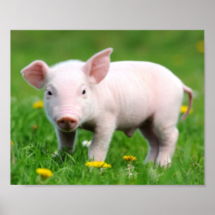 Cute Farm Living Barn Pink Piglet  Poster