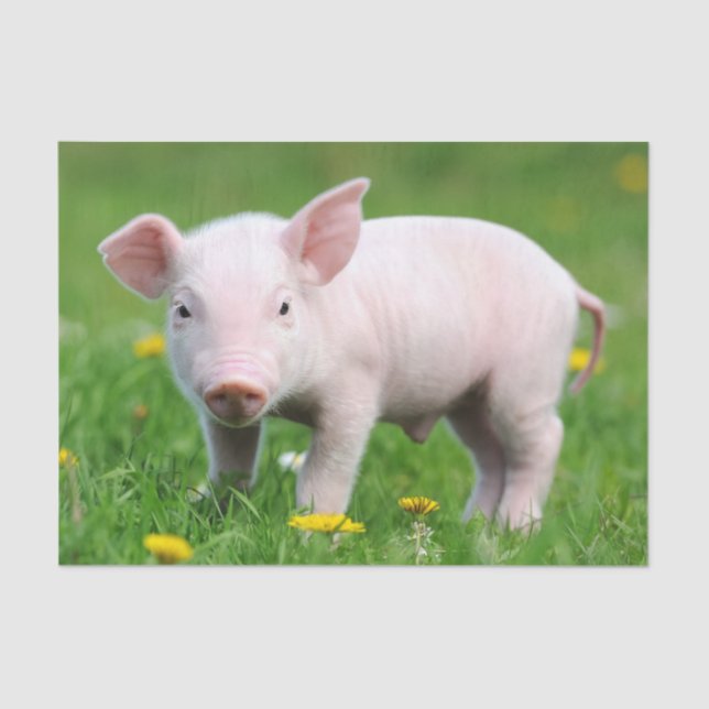 Cute Farm Living Barn Pink Piglet  Tissue Paper (Front)