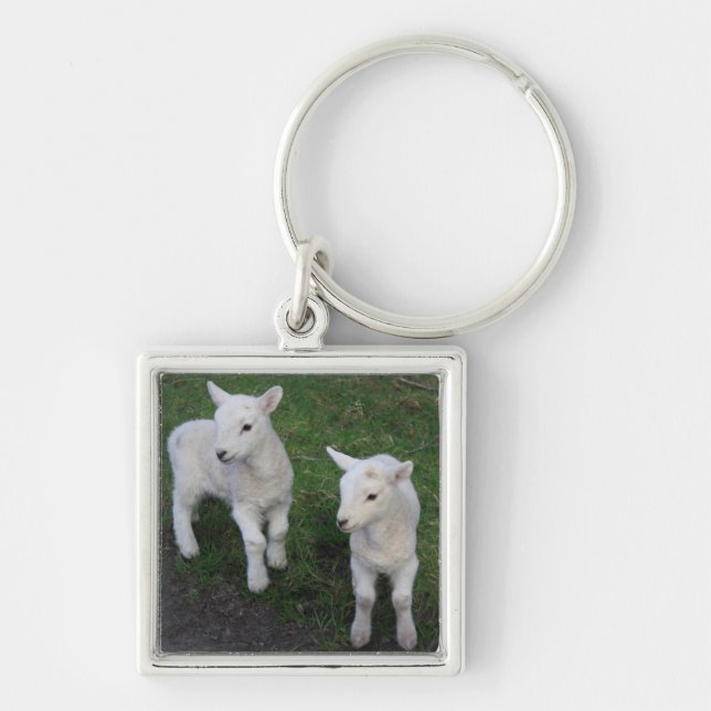 Cute Farm Ranch Baby Twins Sheep Lamb Key Ring (Front)