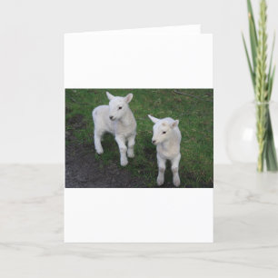 Cute Farm Ranch Baby Twins Sheep Lamb Thank You Card