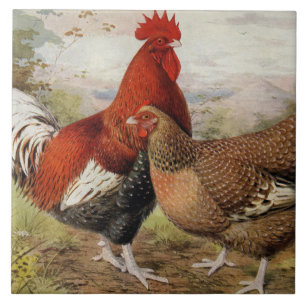 Cute farmhouse rooster hen decor tile