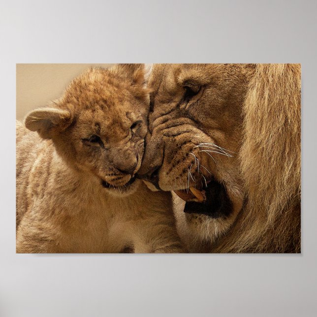 Cute Father and Son Lion Poster (Front)