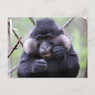 Cute fauna postcard