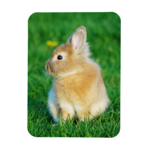 Cute Fawn Bunny Sitting in Grass Magnet