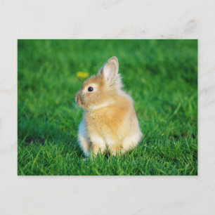 Cute Fawn Bunny Sitting in Grass Postcard