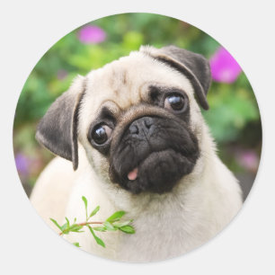 Cute Fawn Colored Pug Puppy Dog Face Pet Photo - Classic Round Sticker