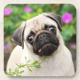 Cute Fawn Colored Pug Puppy Dog Face Pet Photo -- Coaster