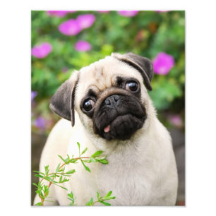 Cute Fawn Colored Pug Puppy Dog Face Pet Photo - Print
