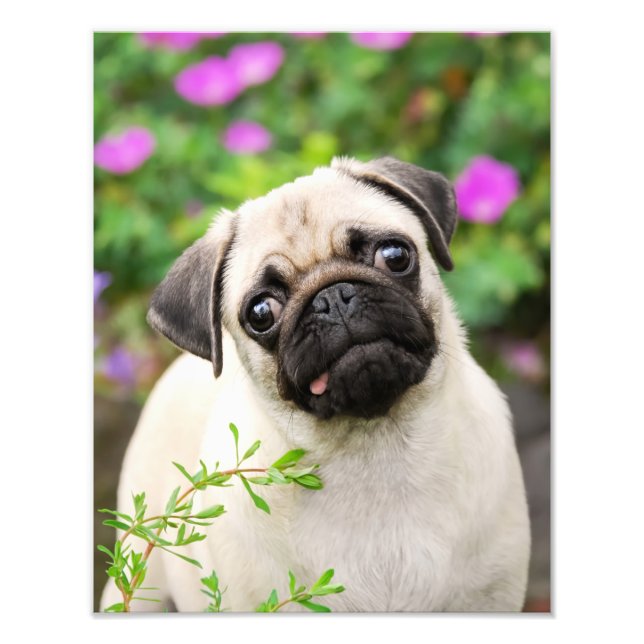 Cute Fawn Coloured Pug Puppy Dog Face Pet Photo - (Front)